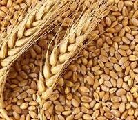 العراق يتعاقد لشراء القمح من الشركات العالمية